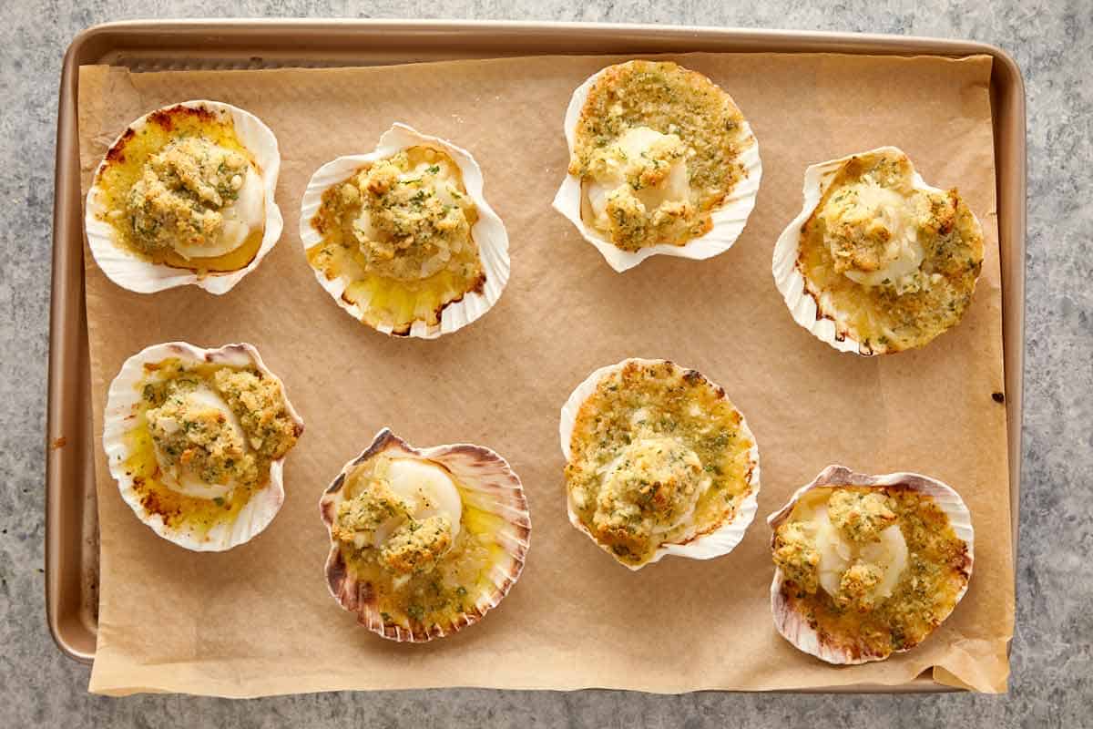 Baked scallops gratin fresh from the oven, golden and bubbling on their shells.