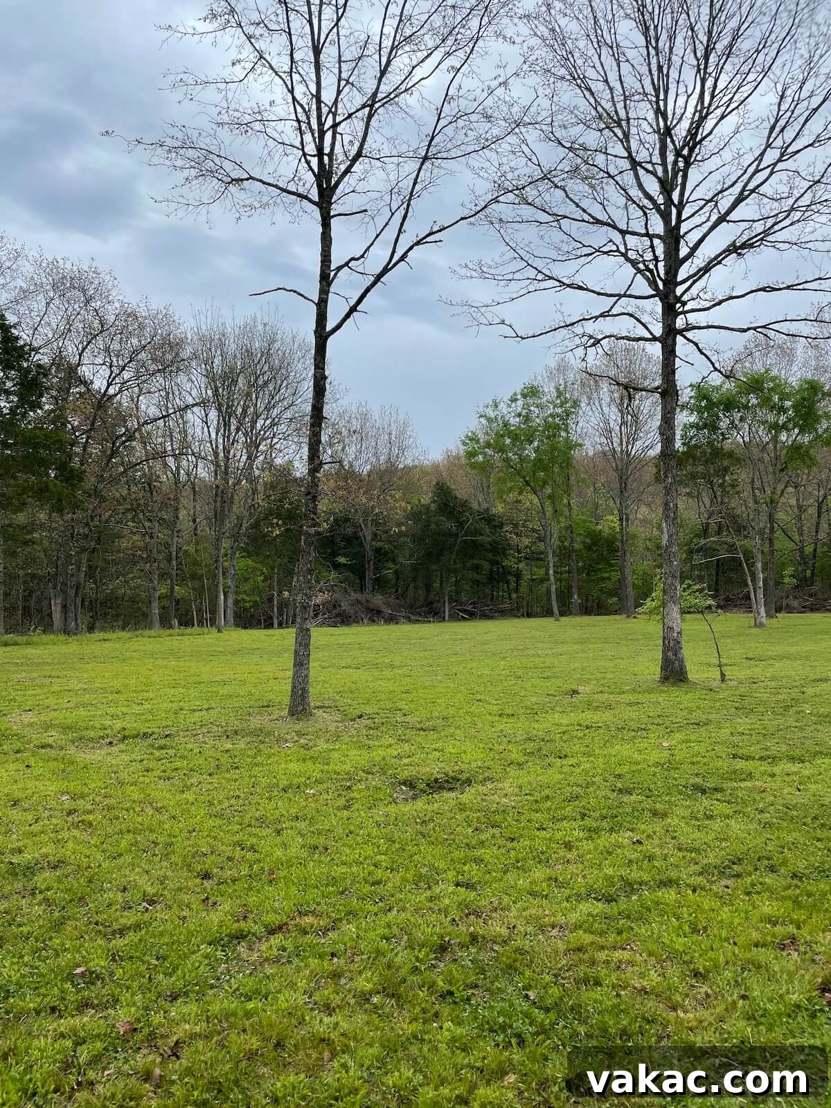An expansive open field with a scattering of mature trees under a clear sky.