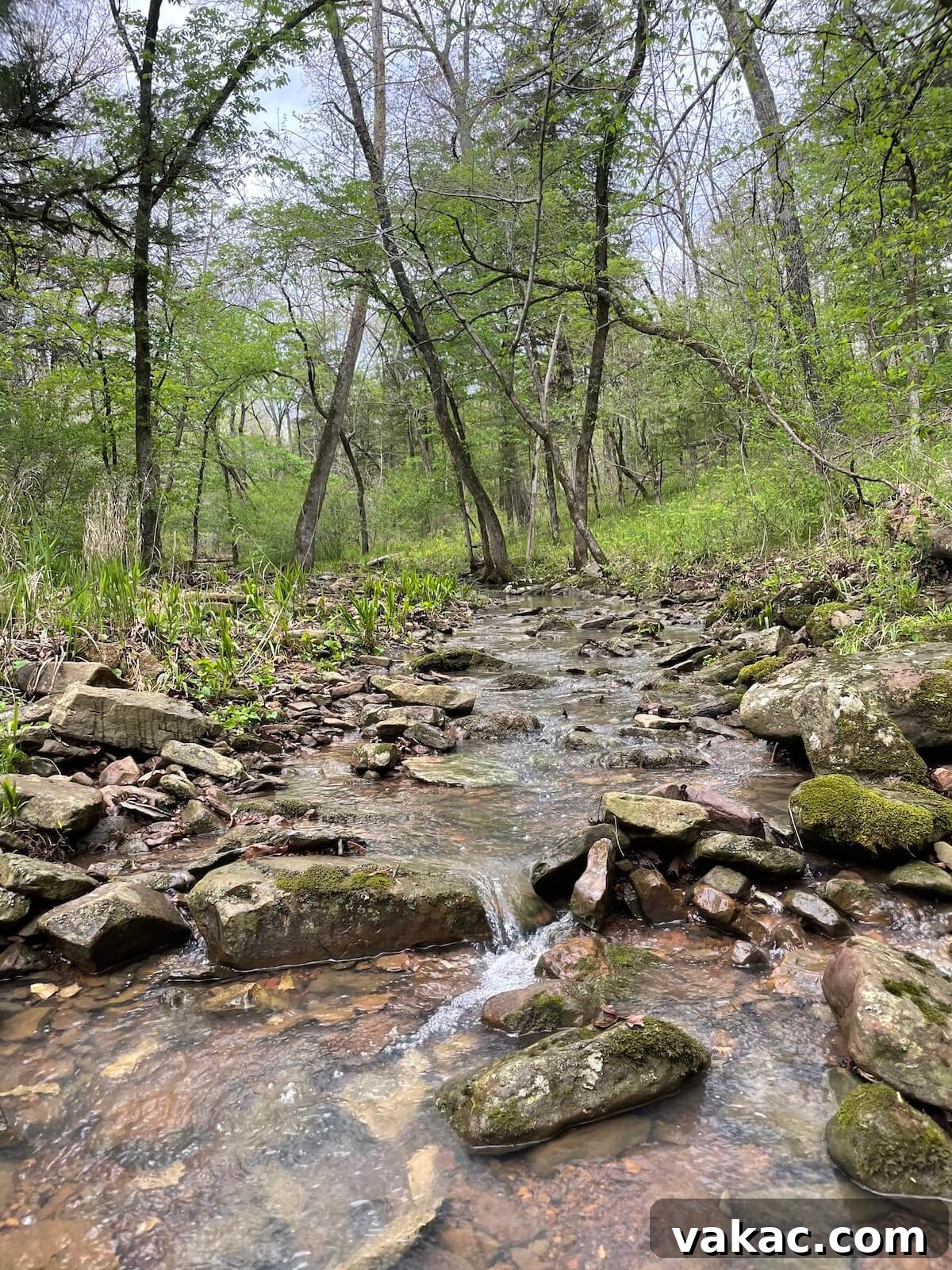 A serene image of a clear creek with gentle water flowing over smooth stones, surrounded by lush greenery.