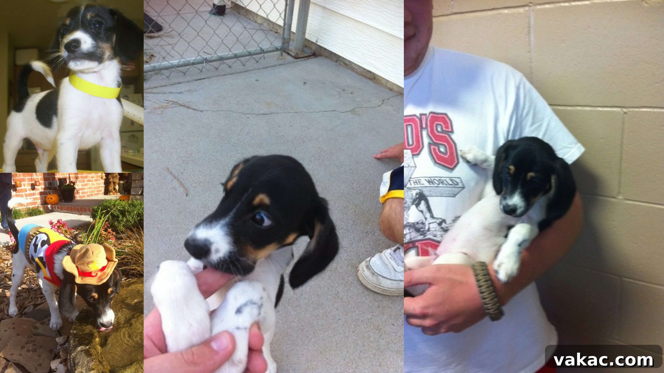 A photo collage of a puppy.