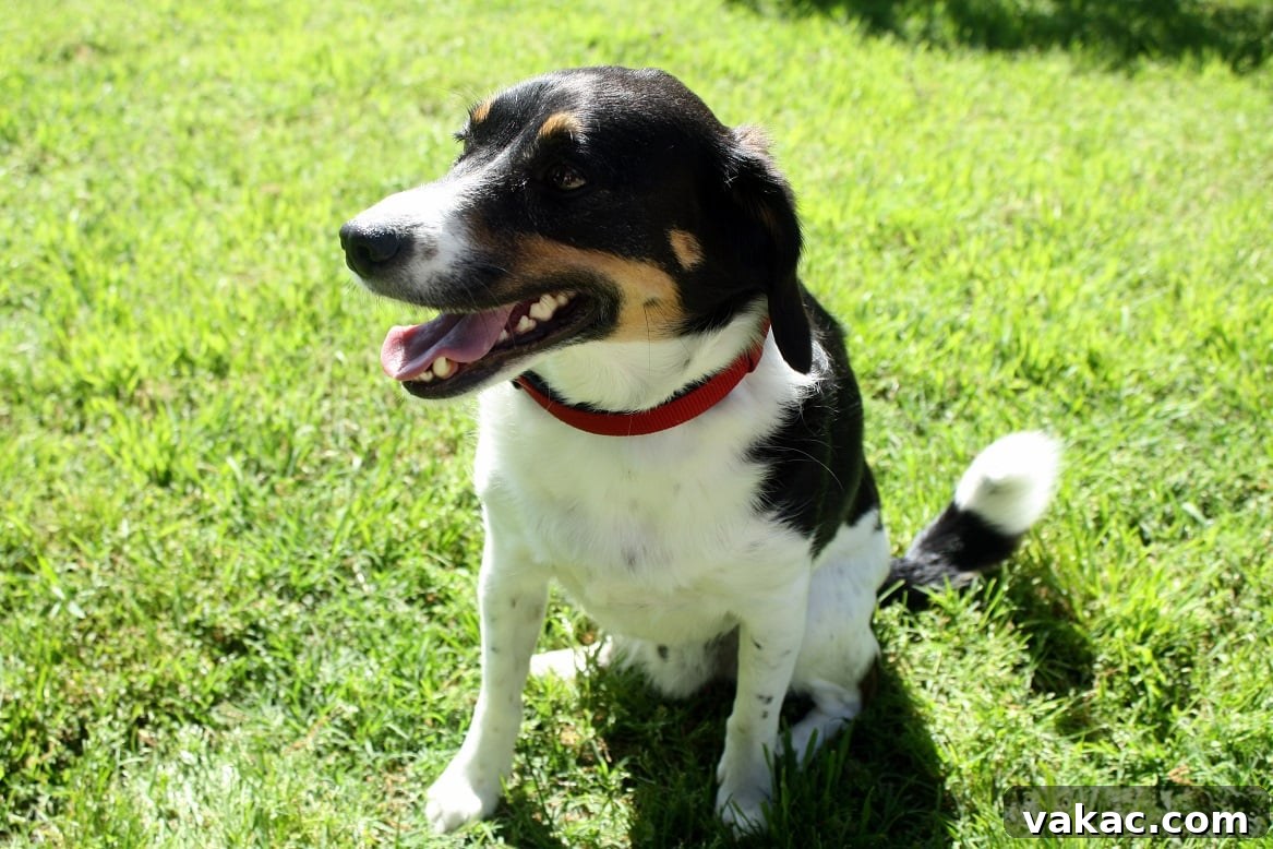 A brown, black, and white small dog sitting on grass.