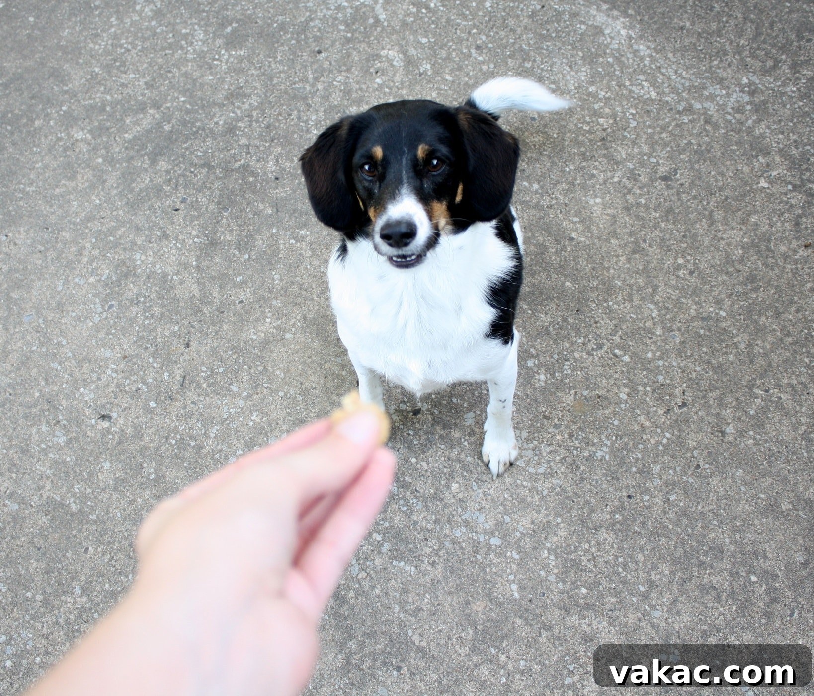 A small dog waiting patiently for the peanut butter oatmeal dog treat that's being held out.