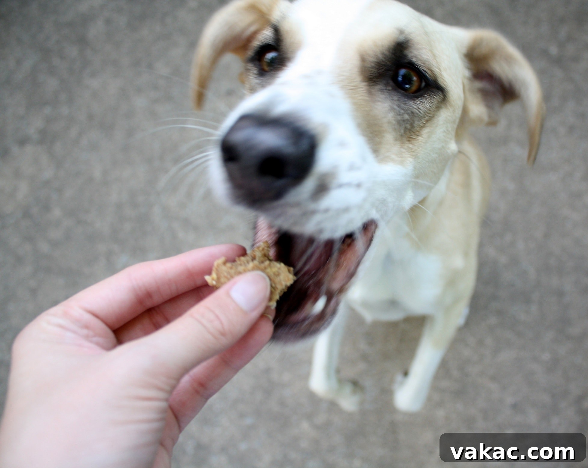 A small brown and white dog jumping up to eat a homemade peanut butter dog treat.